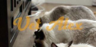 Drugs Used for Appetite Stimulation in Dogs & Cats Drugs Used for Appetite Stimulation in Cats