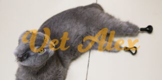 An inspiring story of a Stray Cat Who Lost All Four Legs and Her Tail but still lives well. An inspiring story of a Stray Cat Who Lost All Four Legs and Her Tail but still live well.