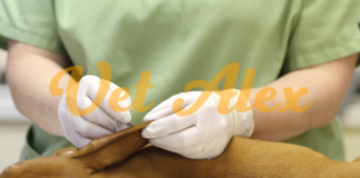 Skin Scraping for Dogs and Cats to detect mites Skin scraping -source clinician breif