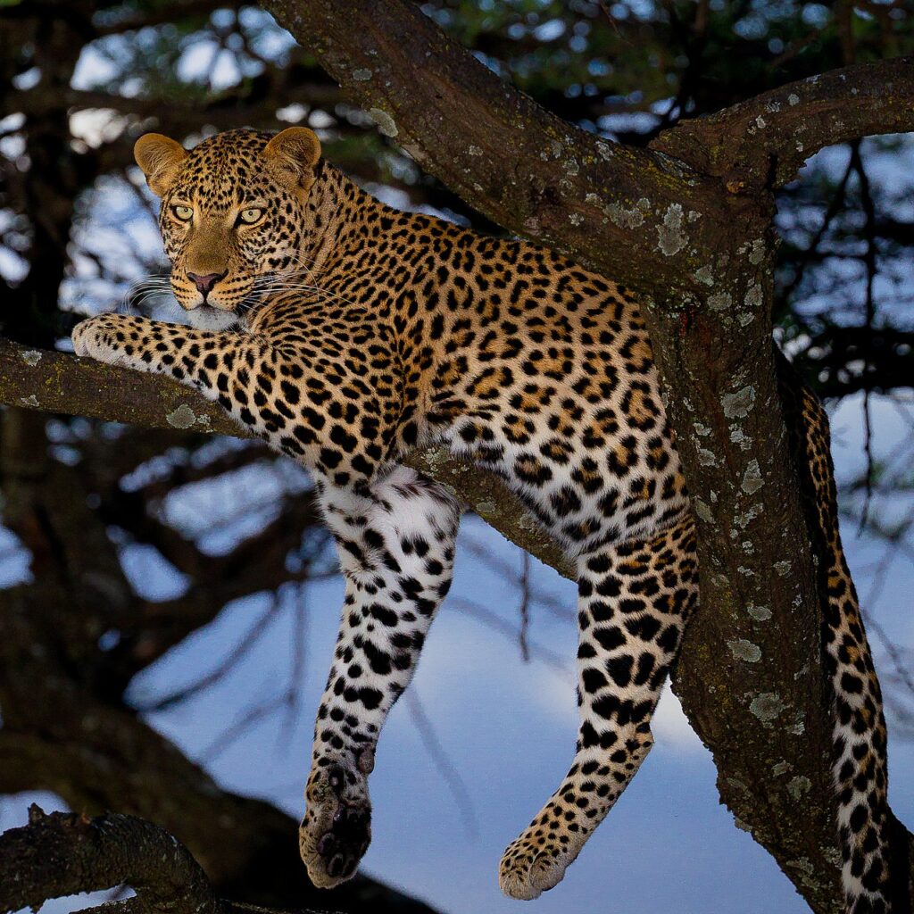 Leopard | Basics about leopards