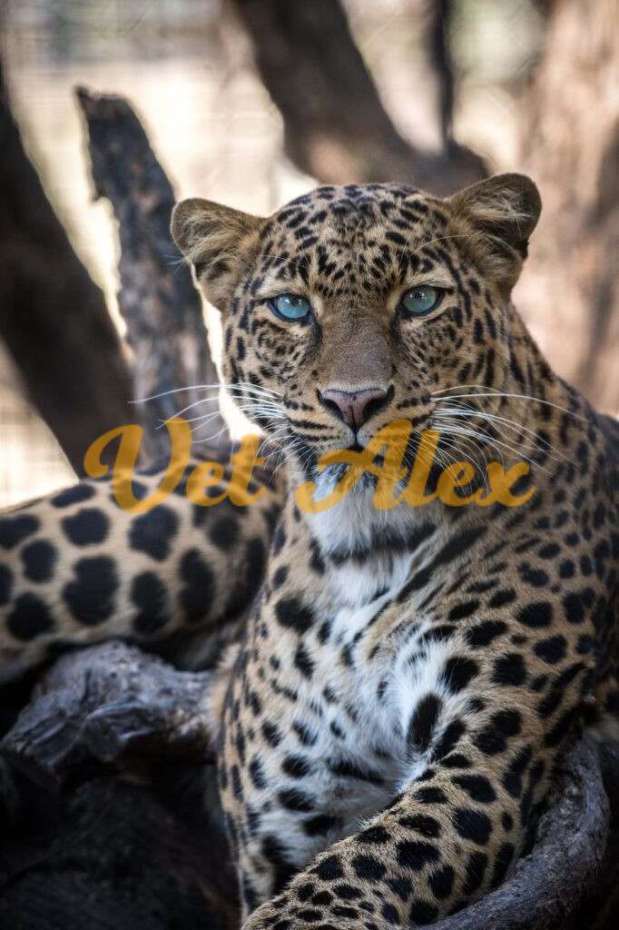 Leopard | Basics about leopards