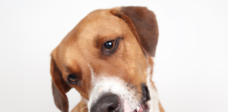Guidelines for canine heartworm disease are updated