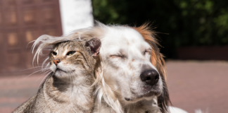Pet insurance company reports most common veterinary visits