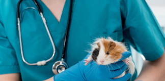 Sneak peek: Survey finds clients diagnosed with cancer worry about affording care for their pets, and other veterinary news