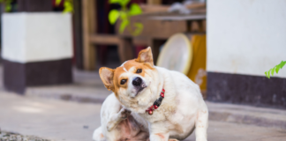 3 must-reads on dermatology from Fetch Charlotte