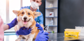 3 must-reads on veterinary immunization advancements
