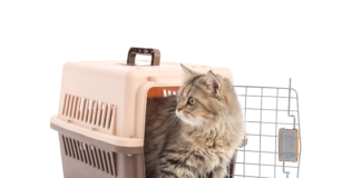 New drug for reducing feline fear and anxiety is commercially launched