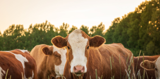 Phibro Animal Health will acquire product portfolio from Zoetis