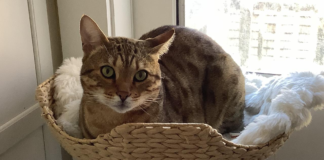 Successful total hip replacement surgery on 2-year-old cat