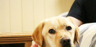 Technologically advanced collar device for service dogs