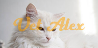 hair loss in cats by Vet-alex hair-loss-in-cats